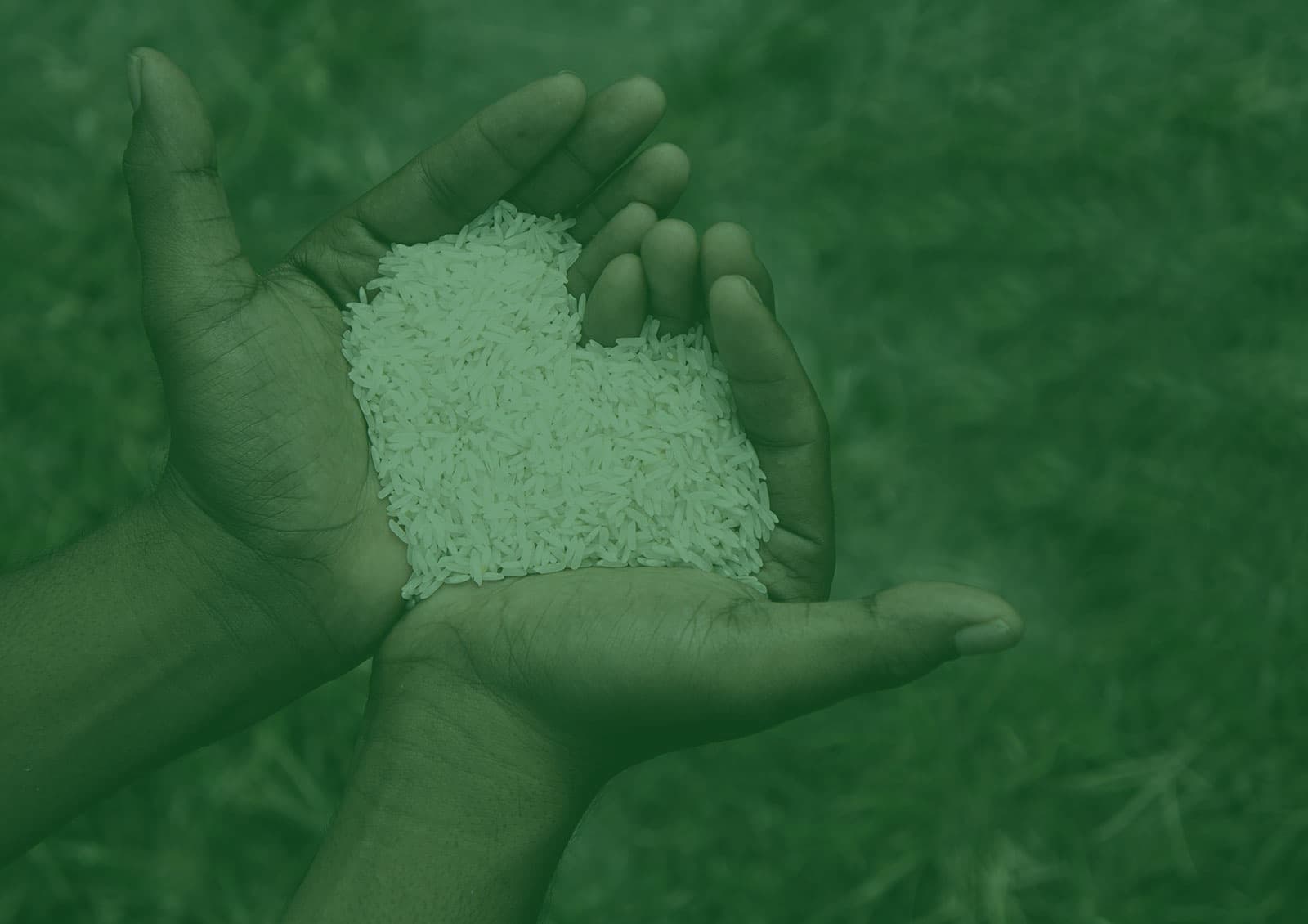 Hero-Rice-Image